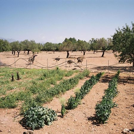 Agroturismo Es Quatre Cantons Villa Binissalem Exterior photo