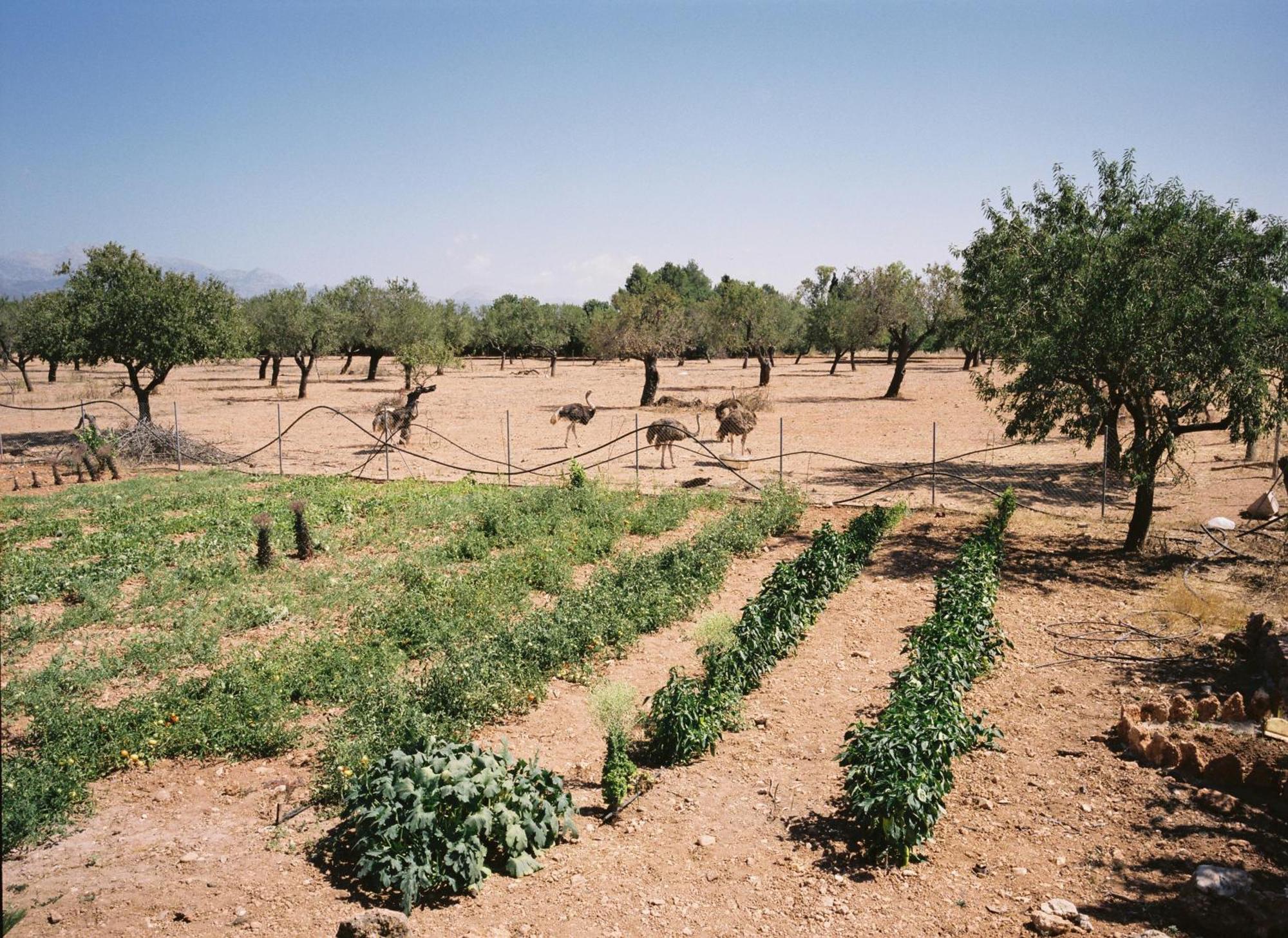 Agroturismo Es Quatre Cantons Villa Binissalem Exterior photo