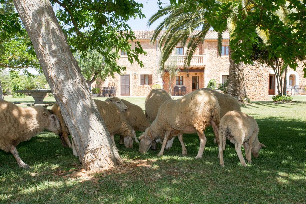 Agroturismo Es Quatre Cantons Villa Binissalem Exterior photo